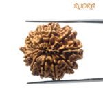 11 Mukhi Rudraksha (26.85Mm)