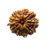 11 Mukhi Rudraksha 26.85 Mm