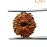 11 Mukhi Indonesian Rudraksha (15.65 Mm)