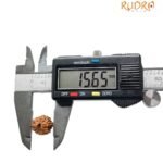 11 Mukhi Indonesian Rudraksha (15.65 Mm)