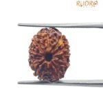 11 Mukhi Indonesian Rudraksha (16.05 Mm )