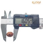 11 Mukhi Indonesian Rudraksha (16.05 Mm )