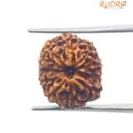 11 Mukhi Rudraksha Indonesian 16.35 Mm