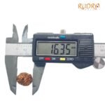 11 Mukhi Rudraksha Indonesian 16.35 Mm