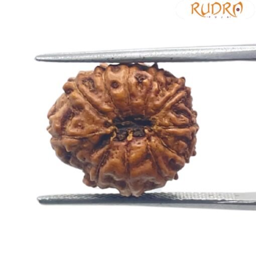 11 Mukhi Rudraksha Indonesian 16.85 mm