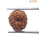 11 Mukhi Rudraksha Indonesian 16.85 Mm