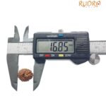 11 Mukhi Rudraksha Indonesian 16.85 Mm