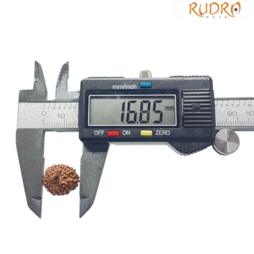 11 Mukhi Rudraksha Indonesian 16.85 mm