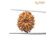 11-Mukhi-Rudraksha-Nepal-23.00-mm-FP-C.jpg March 4, 2025 233 KB 1100 by 1100 pixels