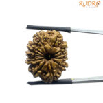 11 Mukhi Rudraksha Nepal - (23.30 MM)