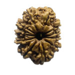 11 Mukhi Rudraksha Nepal - (23.30 MM)