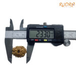 11 Mukhi Rudraksha Nepal - (23.30 MM)