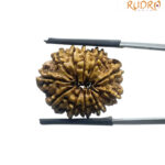 11 Mukhi Rudraksha Nepal - (23.30 MM)