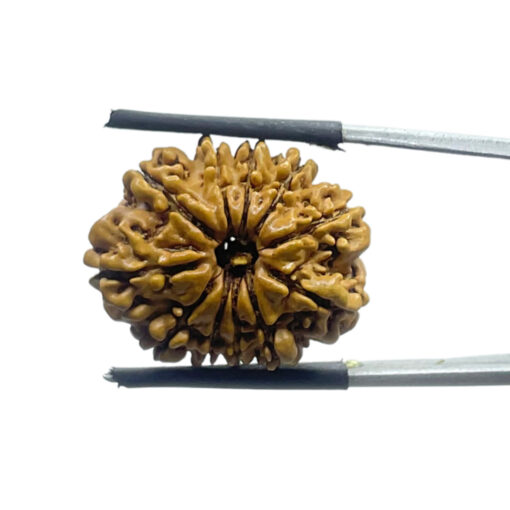 11 Mukhi Rudraksha Nepal - (23.30 MM)