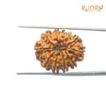 11-Mukhi-Rudraksha-Nepal-23.57Mm-Bp-C.jpg March 4, 2025 244 Kb