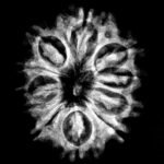11 Mukhi Rudraksha Nepal ( 23.57Mm )