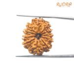 11-Mukhi-Rudraksha-Nepal-23.57Mm-Fp-C.jpg March 4, 2025 79 Kb