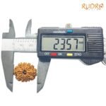 11-Mukhi-Rudraksha-Nepal-23.57Mm-Op-C.jpg March 4, 2025 117 Kb