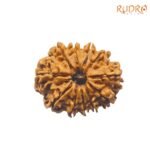 11-Mukhi-Rudraksha-Nepal-23.57MM-SP-C.jpg March 4, 2025 245 KB