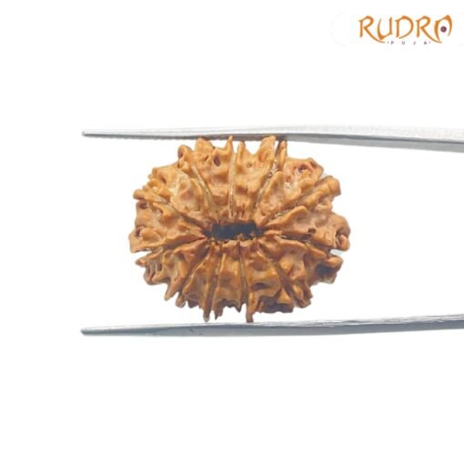 11-Mukhi-Rudraksha-Nepal-23.67-mm-BP-C.jpg March 4