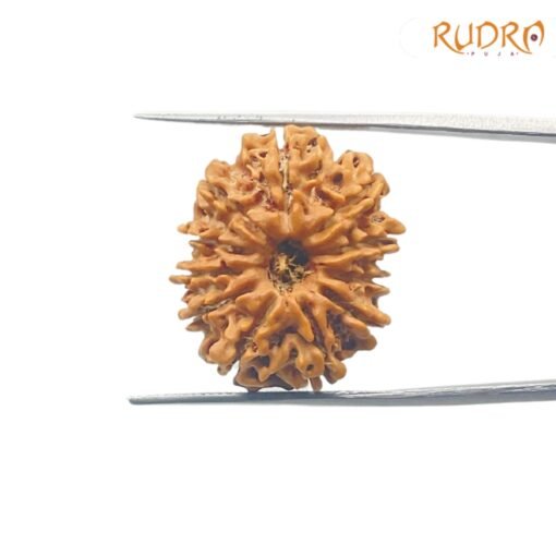 11-Mukhi-Rudraksha-Nepal-23.67-mm-SP-C.jpg March 4, 2025 229 KB