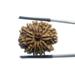 11 Mukhi Rudraksha Nepal - (24.08 MM)