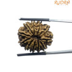11 Mukhi Rudraksha Nepal - (24.08 MM)