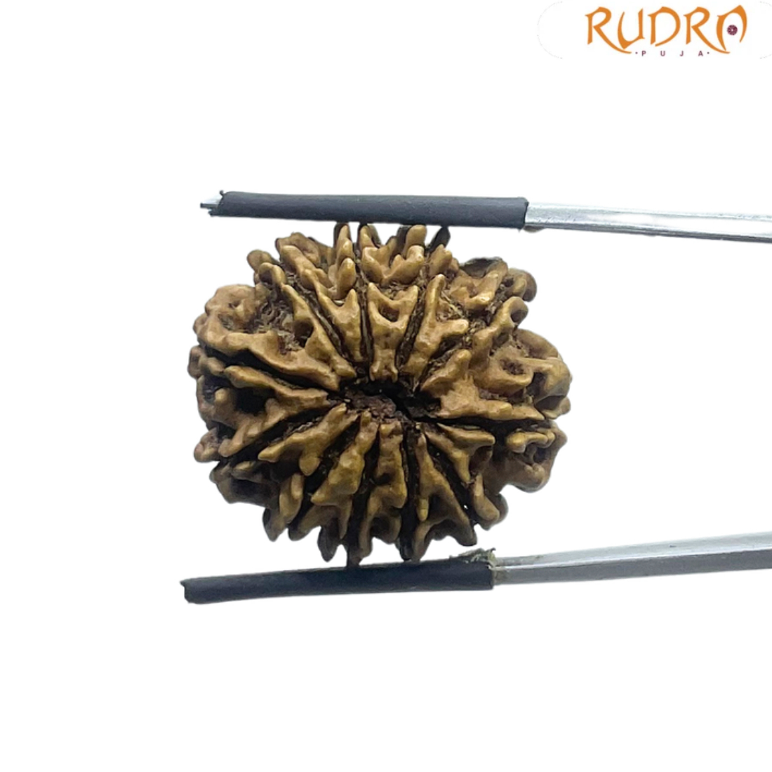 11 Mukhi Rudraksha Nepal - (24.08 MM)