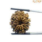 11 Mukhi Rudraksha Nepal - (24.08 MM)