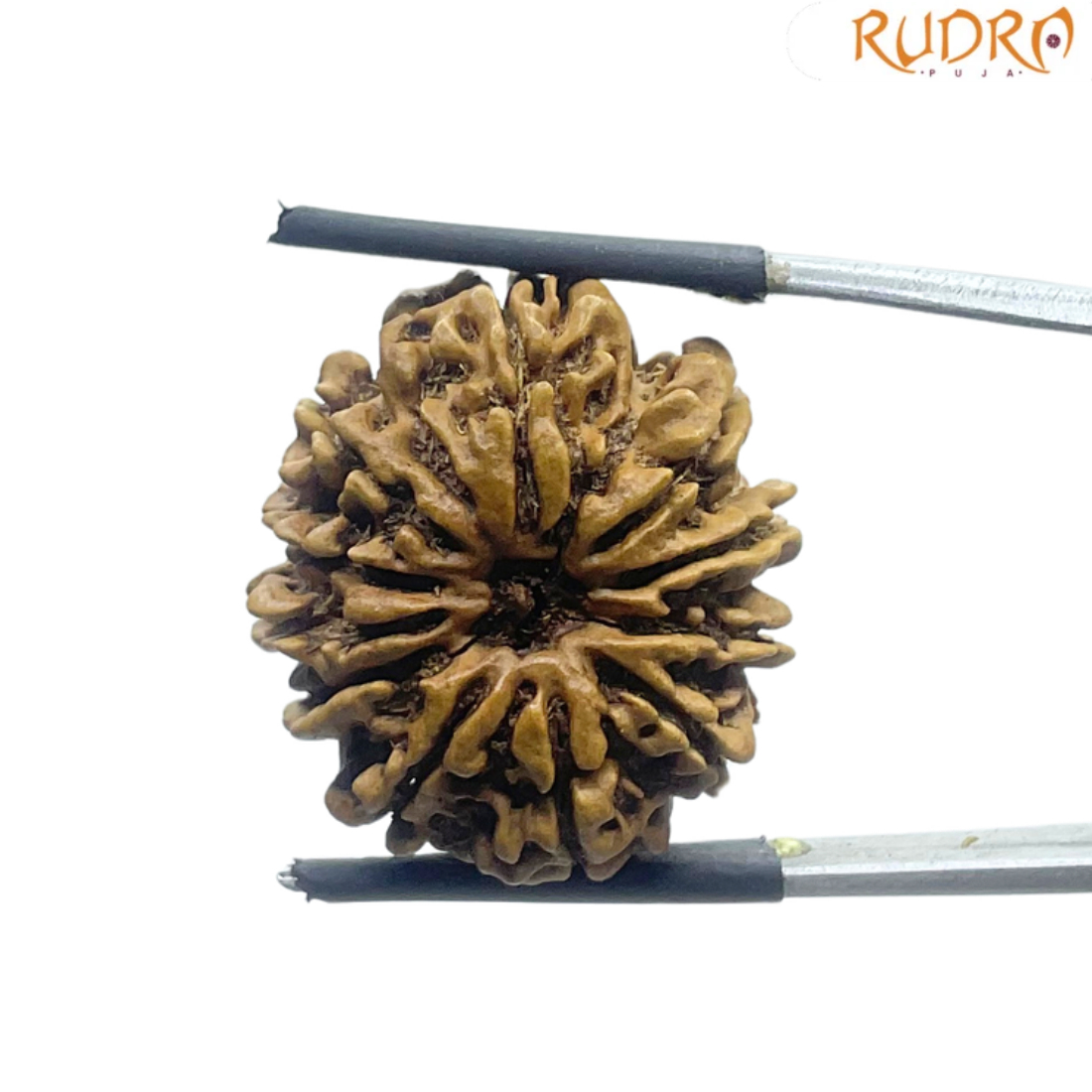 11 Mukhi Rudraksha Nepal - (24.08 MM)