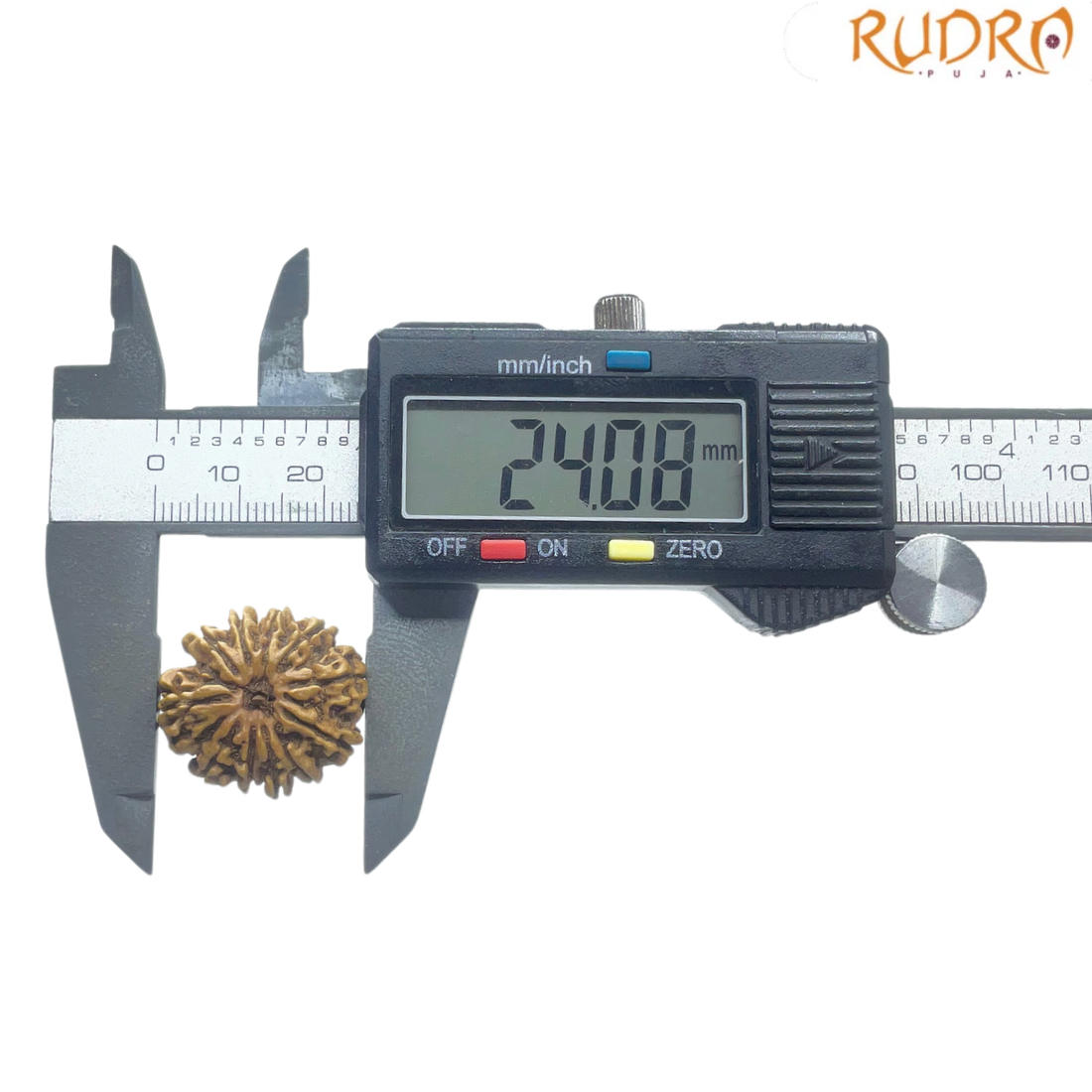 11 Mukhi Rudraksha Nepal - (24.08 MM)