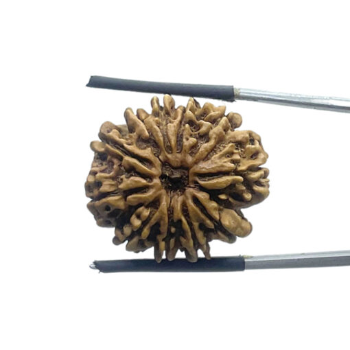 11 Mukhi Rudraksha Nepal - (24.08 MM)