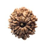 11 Mukhi Rudraksha Nepal (24.67 mm)