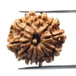 11 Mukhi Rudraksha Nepal (24.67 mm)