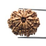 11 Mukhi Rudraksha Nepal ( 25.62 MM )