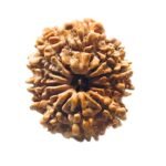 11 Mukhi Rudraksha Nepal (25.66 mm)