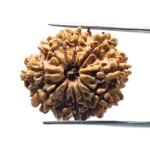 11 Mukhi Rudraksha Nepal (25.66 mm)