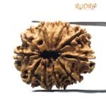 11 Mukhi Rudraksha Nepal (25.67 Mm)