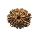 11 Mukhi Hanuman - (25.67 Mm)