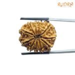 11 Mukhi Rudraksha Nepal ( 25.85MM )