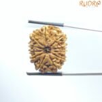 11 Mukhi Rudraksha Nepal ( 25.85Mm )