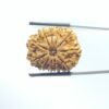 11 Mukhi Rudraksha Nepal ( 25.85MM )