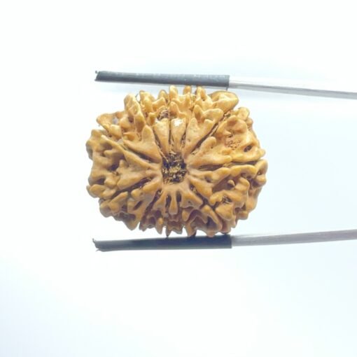11 Mukhi Rudraksha Nepal ( 25.85Mm )