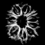 11 Mukhi Rudraksha Nepal ( 25.85Mm )