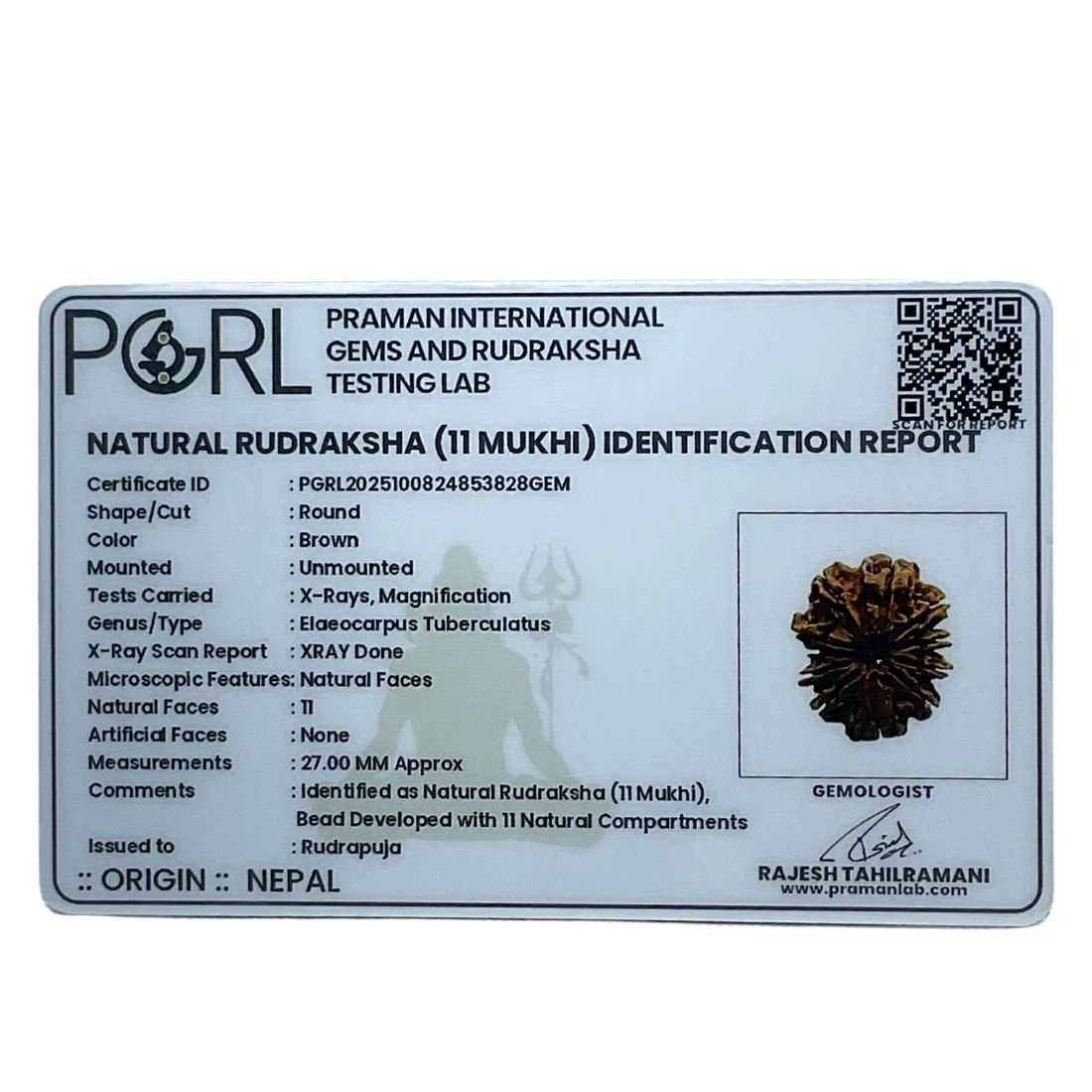 11 Mukhi Rudraksha Nepal - (27.00 Mm) 6 11 Mukhi Rudraksha Nepal - (27.00 Mm)