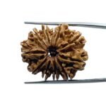 11 Mukhi Rudraksha Nepal - (27.00 MM)
