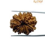 11 Mukhi Rudraksha Nepal - (27.00 MM)