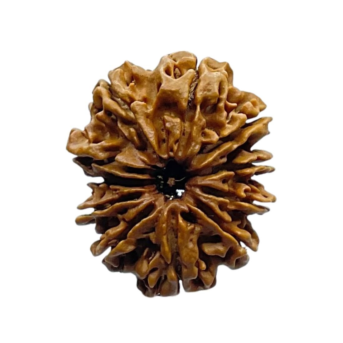 11 Mukhi Rudraksha Nepal - (27.00 Mm) 3 11 Mukhi Rudraksha Nepal - (27.00 Mm)
