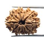 11 Mukhi Rudraksha Nepal (27.10 mm)