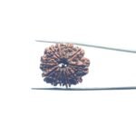11 Mukhi Rudraksha Nepal (28.61 mm)